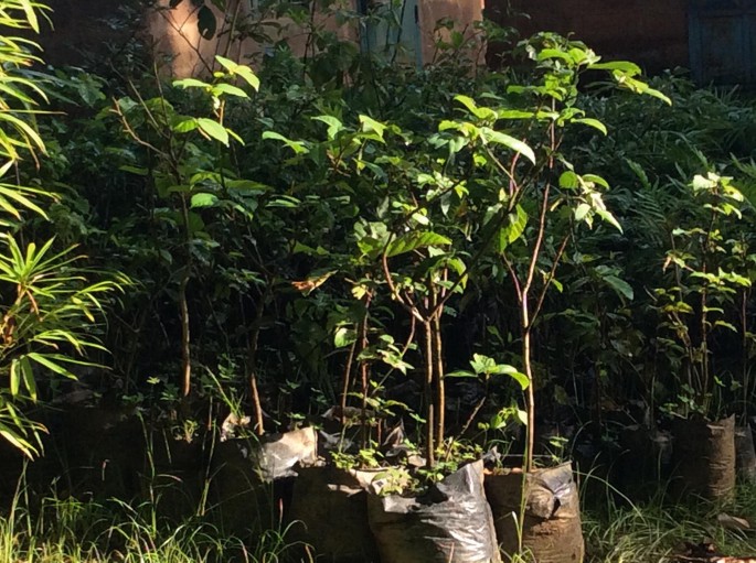 A collection of young tree saplings in black bags, ready for planting.